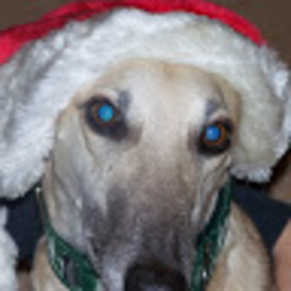 Meet your Posher, Helen